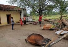 வெள்ளத்தில் சிக்கி செட்டிகுளத்தில் பல கால்நடைகள் பலி